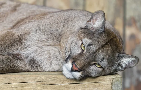 Cat, look, Puma, mountain lion, Cougar, ©Tambako The Jaguar