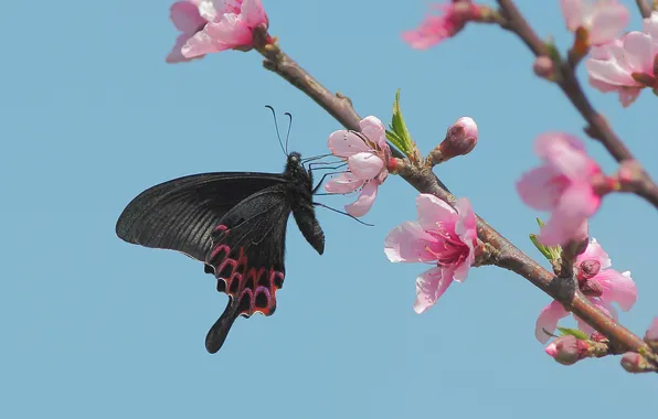 Picture the sky, flowers, cherry, butterfly, branch, spring, flowering
