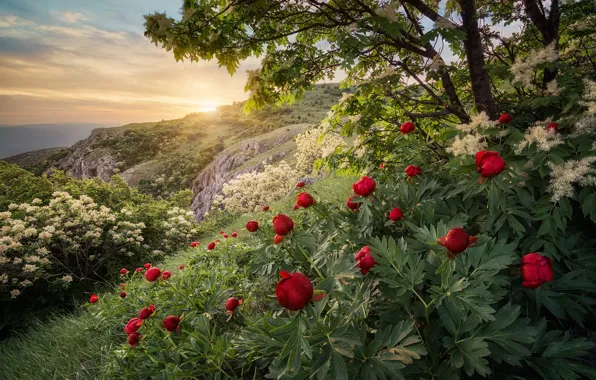 Picture trees, flowers, spring, the evening, slope, peonies, Bulgaria