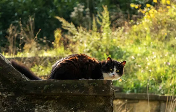 Picture greens, cat, summer, grass, cat, look, face, light