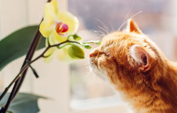 Cat, cat, look, light, flowers, pose, interest, yellow
