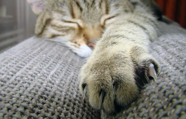 Picture cat, cat, macro, paw, wool, sleeping, claws, claw