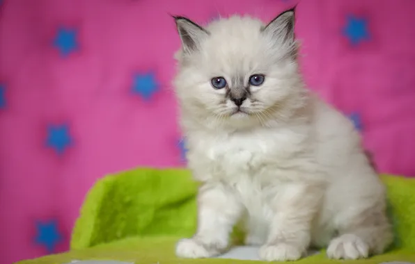 White, look, pose, kitty, baby, muzzle, cute, kitty