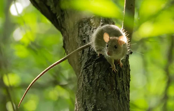 Greens, look, light, branches, tree, mouse, mouse, trunk