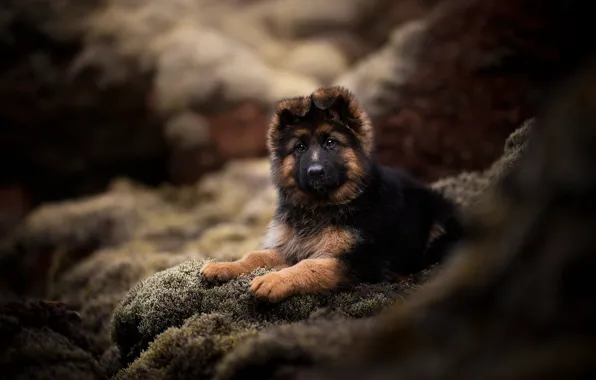 Look, dog, puppy, bokeh, doggie, German shepherd