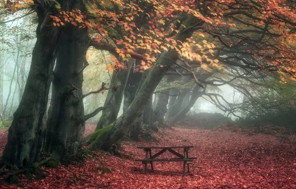 Autumn, fog, Park, bench
