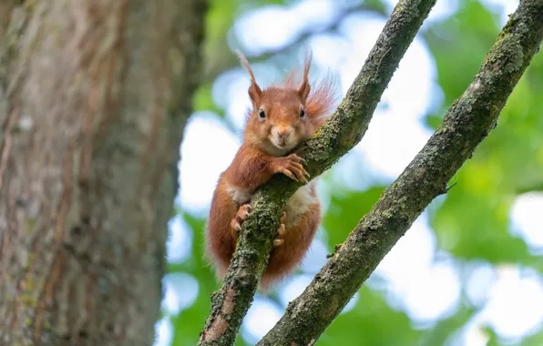 Picture branches, nature, pose, protein, bokeh, rodent, curled