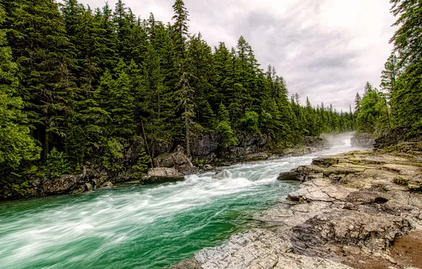 Forest, nature, river