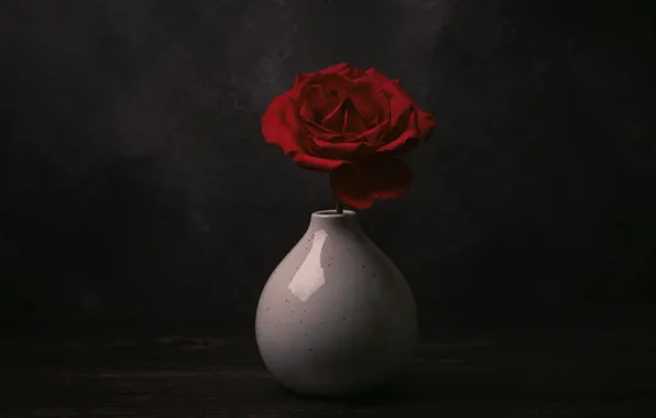 Flower, the dark background, rose, vase, still life, red, one, composition