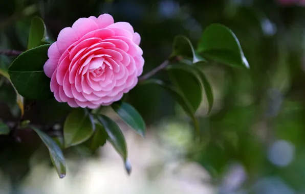 Leaves, pink, branch, Camellia
