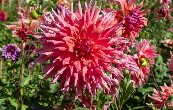 Flowers, pink, pink, flowers, dahlias, Dahlia's