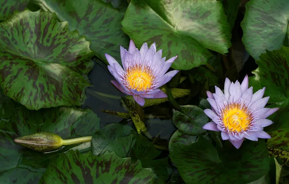 Leaves, flowers, pond, Duo, water lilies, pond, lilac, nymphs