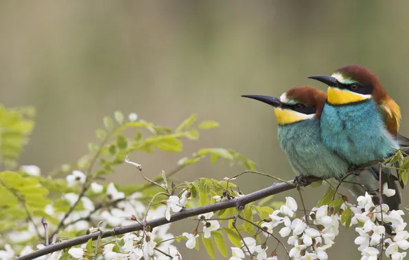 Picture branches, bird, garden, pair, European bee-eater