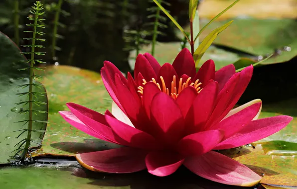Flower, leaves, macro, pond, petals, red, scarlet, Nymphaeum