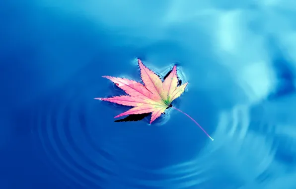 Water, Autumn, water, Autumn, maple leaves, maple leaf