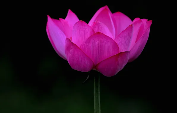 Picture background, paint, petals, Lotus
