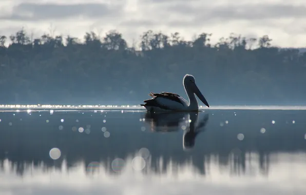Picture lake, bird, Pelican