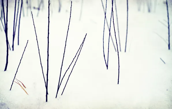 Snow, flowers, Winter