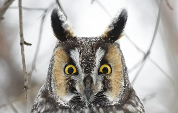 Picture eyes, owl, bird