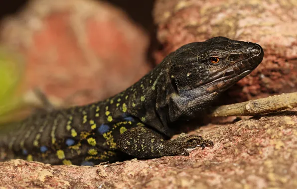 Picture look, black, lizard, blurred background, reptile