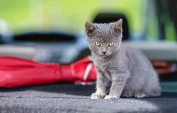 Cat, look, light, pose, kitty, grey, background, small