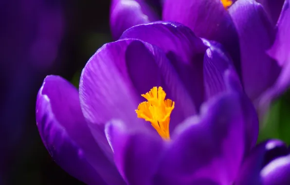 Picture macro, petals, purple, lilac, Crocuses