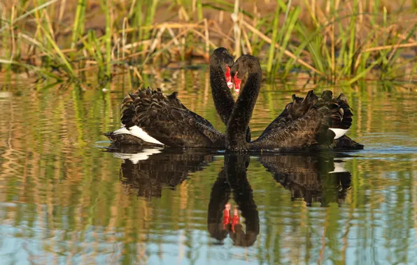 Birds, pose, pair, swans, pond, black, two swans