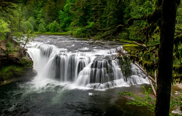 Forest, river, waterfall, cascade, Lower Falls, Lower Lewis River Falls, Lewis River, Washington State