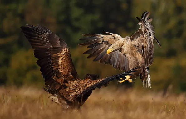 Autumn, birds, nature, predators, pair, the eagles, showdown, Lukasz Sokol