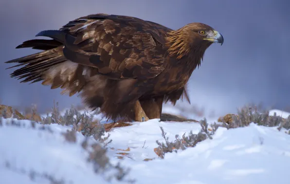 Picture look, snow, bird, bird of prey