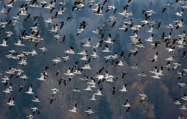 Autumn, forest, trees, flight, birds, nature, height, wings