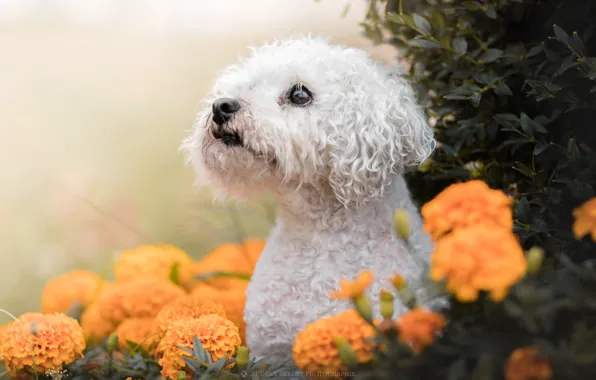 Look, face, flowers, dog, marigolds