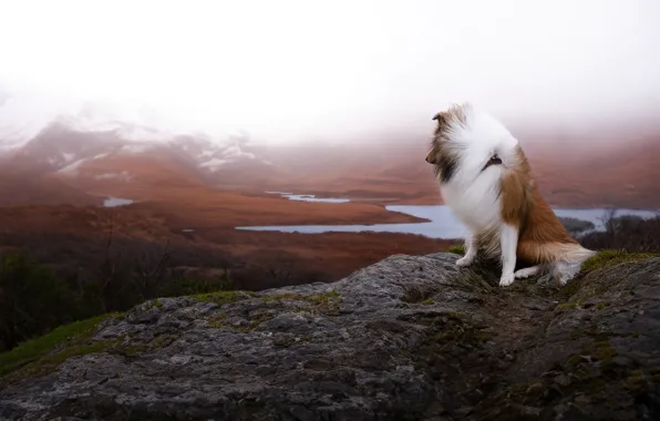 Nature, pose, dog, collie, sheltie