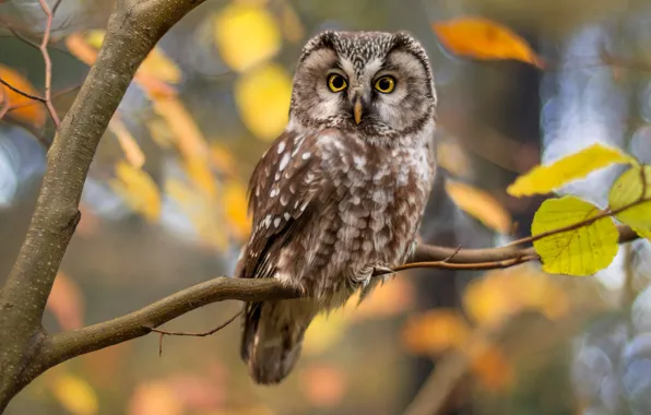 Autumn, look, branches, owl, bird, foliage, owl