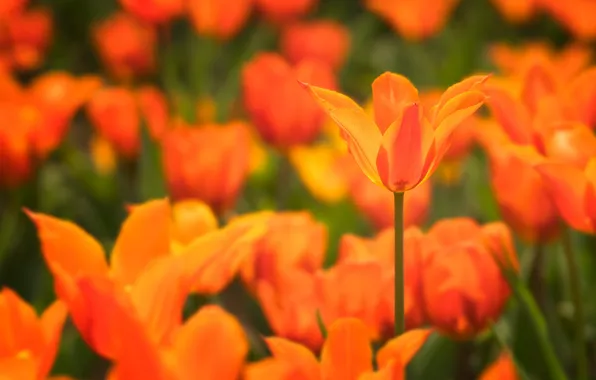 Orange, petals, tulips, bokeh