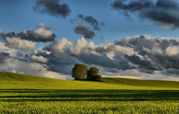 Picture field, the sky, clouds, trees, spring