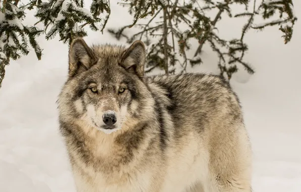 Winter, look, wolf, predator, the orderly forest