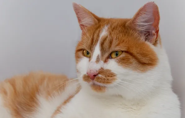 Cat, cat, look, face, portrait, red, light background, Kote
