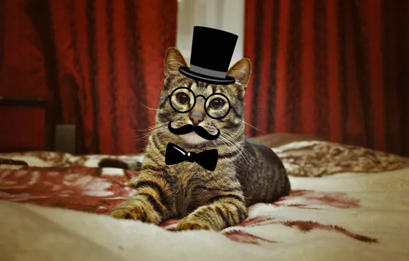 Cat, cat, animal, fluffy, beast, scientist, pan cat