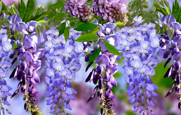 Graphics, flowers, Wisteria