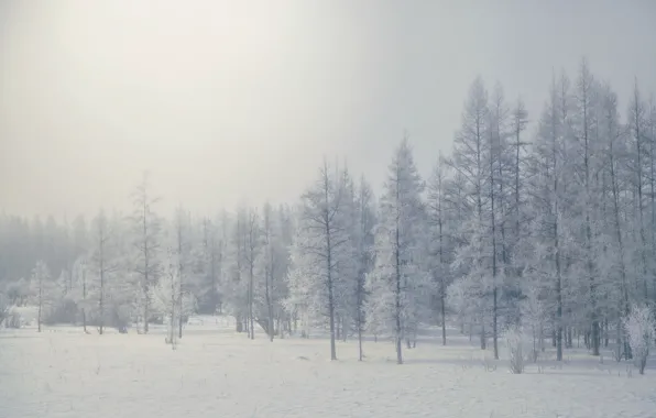 Winter, forest, fog