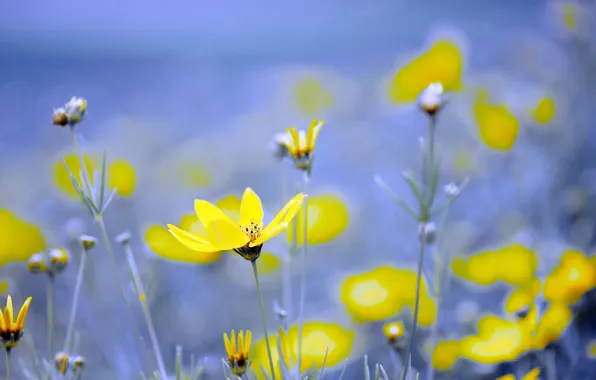 Field, macro, flowers, meadow