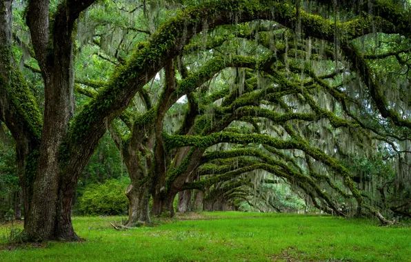 Picture trees, spring, South Carolina, USA, state, Charleston