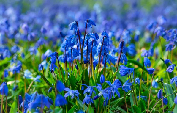 Flowers, blue, blue, glade, spring, a lot, Scilla