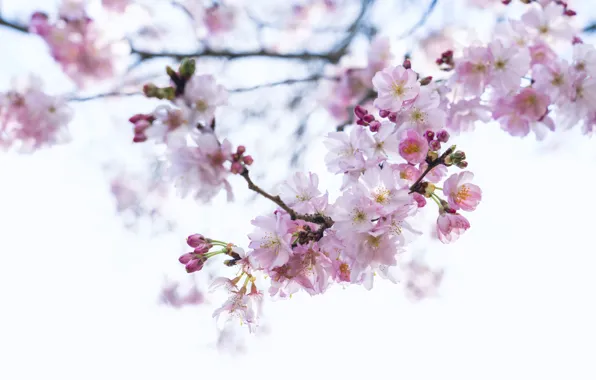 Flowers, branches, cherry, spring, Sakura, white background, pink, flowering