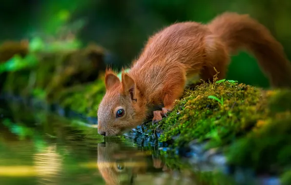 Water, nature, reflection, animal, moss, protein, drink, animal