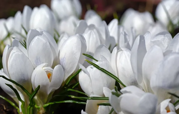 Picture macro, joy, flowers, nature, tenderness, beauty, plants, spring