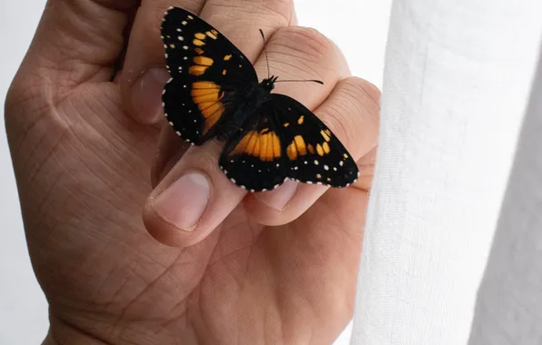 Butterfly, hand, wings, fingers, beautiful