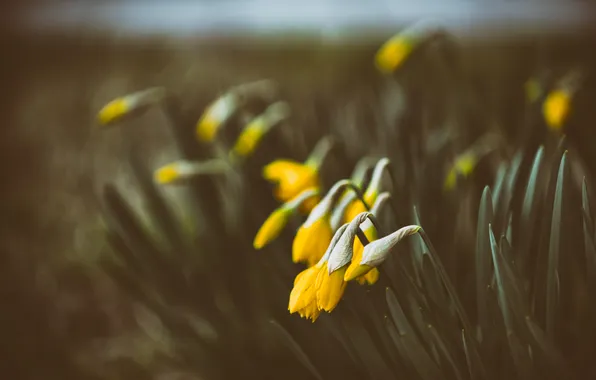 Flowers, yellow, petals