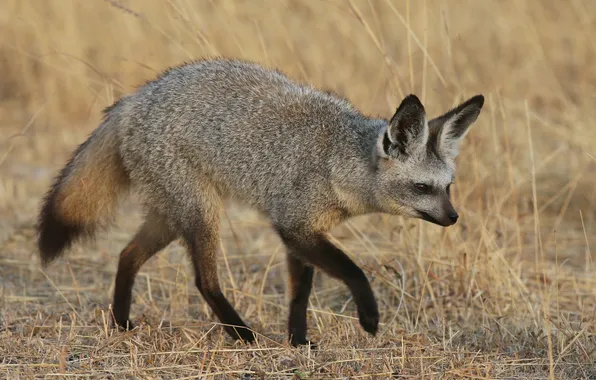 Grass, Fox, Fox, bat-eared